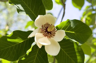 Cultivated magnolia