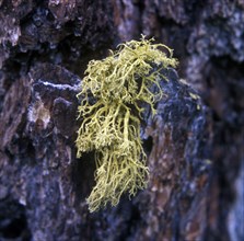 Lichens