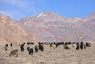 Grazing herd of goats in the Pamir Mountains