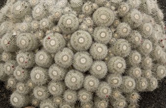 Twin spined cactus