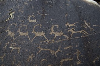 Ancient petroglyphs depicting wolves and humans hunting ibex