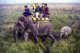 Tourists on elephant back at Kaziranga National park