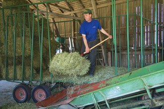 Farmer unloading small bales from wagon onto a lift in the barn