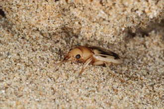 Beachcomber Beetle