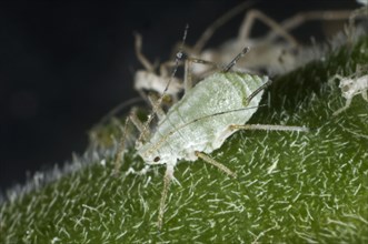 Lupine aphids