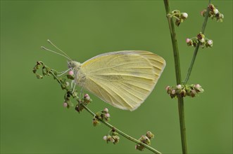 Small White