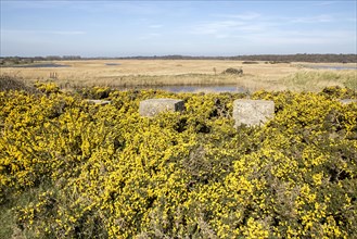 B and bittern skins. Spring flowering gorse World War II two concrete invasion blocksLooking west across the southern section of the Minsmere RSPB towards Iceland