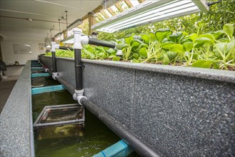 Pak choi growing in an aquaponics unit