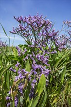 Common common sea lavender