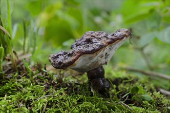 (Ganoderma) carnosum