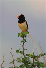 Straw-tailed whydah