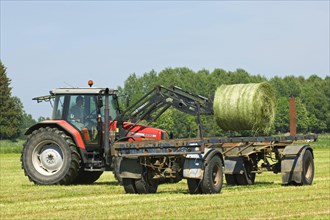 Silage round bales loaded on trailer with Massey Ferguson 6290 tractor with front loader