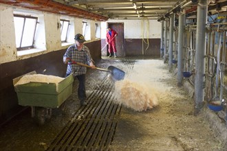 Dairy farmers clean and spread sawdust in the milking parlour after milking in the morning