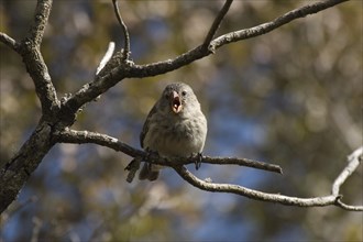 Small-billed Darwinfinch