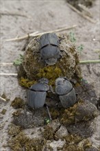 Dung beetles on manure making a ball that rolls away and is buried with its egg in it