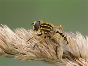 Brindled Hoverfly