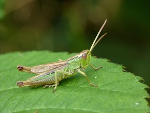 Common Green Grasshopper