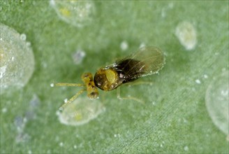 An adult parasitoid wasp