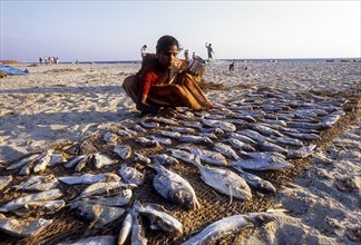 Fisherwoman drying fish in Dhanushkodi or Danushkodi