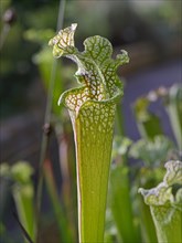 White pitcher plant