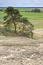 Pine trees in the inland dunes near Klein Schmoelen on the Elbe
