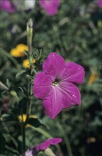 Purple-flowered petunia