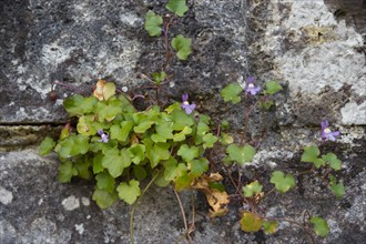 Ivy-leaved toadflax on the wall