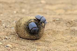 Dung beetle