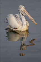 Adult spot-billed pelican