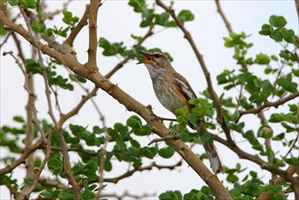 White-browed Scrub-robin