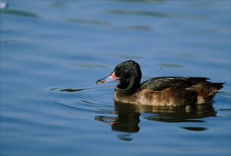 Black-headed duck