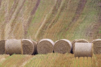 Round straw bales in stubble field