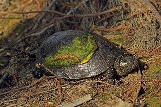 European pond turtles