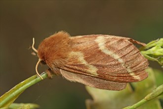 Spurge Moth