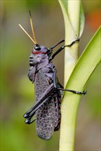 Purple Lubber Grasshopper