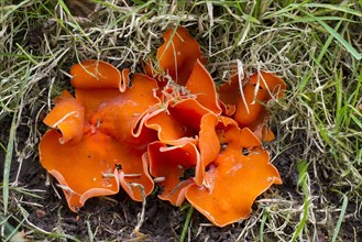 Fruiting body of the orange peel fungus