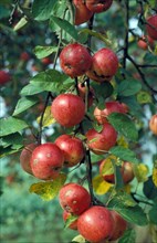 Cultivated Apple Ripening apples