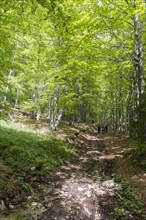 People walking in the beech forest in Bogdan National Park Bulgaria