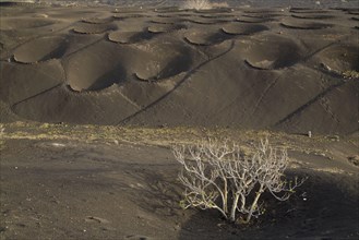 Semi-circular walls to protect vines growing on volcanic cinders