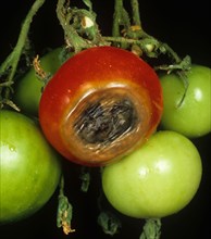 Blossom and end rot on tomato fruits caused by calcium deficiency
