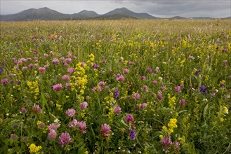 Machair habitat with red clover and lady's bedstraw