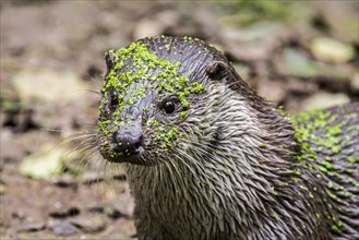 Close-up of the European european otter