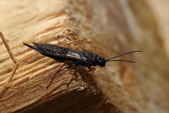 Black pine sawfly