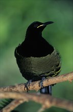 Victoria's riflebird