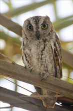 Socotra Scops-owl
