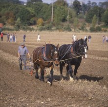 Shire Horse Two horses pulling the plough. All England Match. Tongham. Surrey