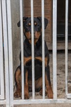 Seven-month-old Rottweiler in outdoor kennel