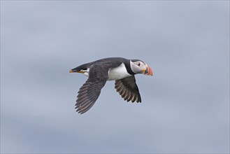 Puffin