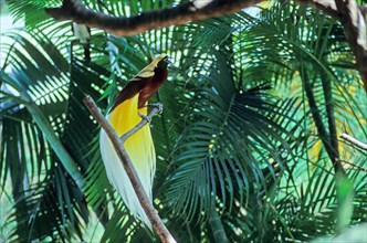 Lesser Bird-of-paradise