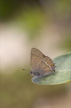 Blue-spotted Hairstreak adult